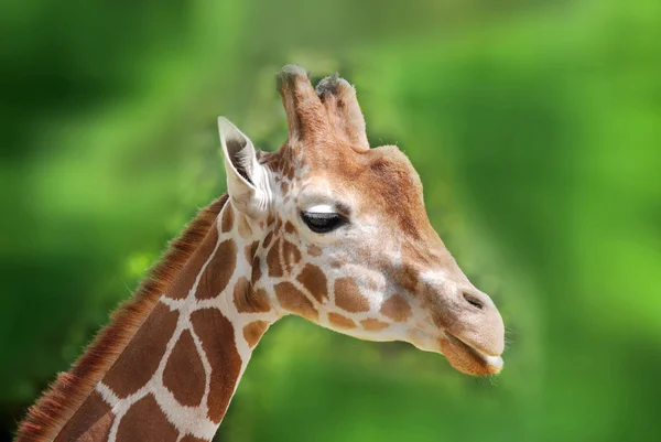 Die Giraffe Giraffa Camelopardalis Ist Ein Afrikanisches Säugetier Mit Geraden — Stockfoto