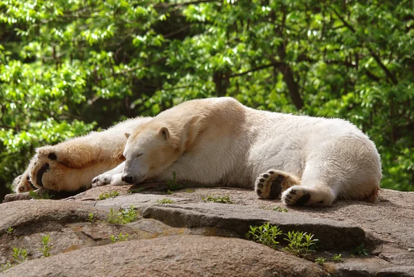Urso Polar Ursus Maritimus Urso Nativo Grande Parte Dentro Círculo — Fotografia de Stock