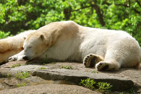 Білий Ведмідь Ursus Maritimus Ведмідь Який Мешкає Переважно Північному Полярному — стокове фото