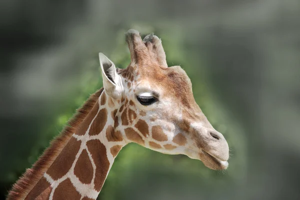 Giraffen Giraffa Camelopardalis Ett Afrikanskt Hov Och Klövdjur Det Högsta — Stockfoto