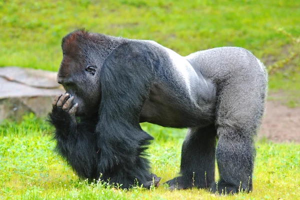 Gros Gorille Sur Herbe Dans Zoo — Photo