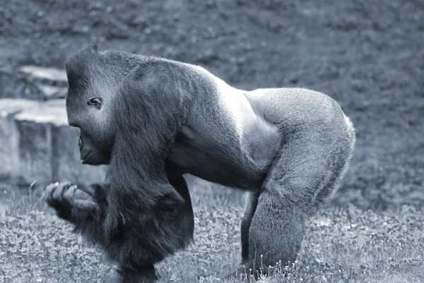 動物園の草の上の大きなゴリラ — ストック写真