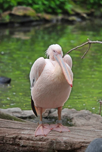 Uccello Esotico Lago Nello Zoo — Foto Stock