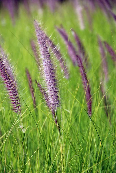 Lavender Flowers Grass — Stock Photo, Image