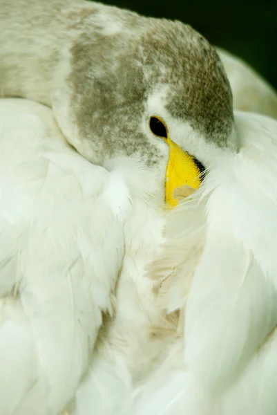 Weißer Vogel Mit Feder Aus Nächster Nähe — Stockfoto