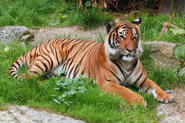 Primo Piano Una Tigre Sdraiata Sull Erba — Foto Stock