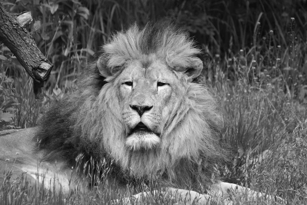 Αρσενικό Λιοντάρι Ιδιαίτερα Διακριτικό Αρσενικό Λιοντάρι Αναγνωρίζεται Εύκολα Από Χαίτη — Φωτογραφία Αρχείου