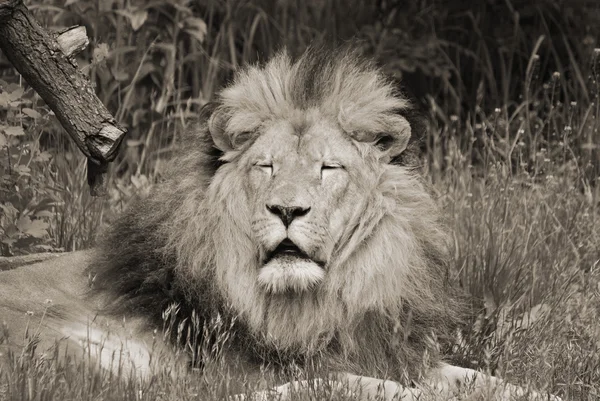 León Uno Los Cuatro Grandes Felinos Del Género Panthera Miembro — Foto de Stock