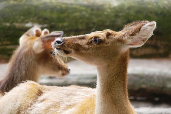 Eld Deer Panolia Eldii Een Bedreigde Soort Hert Die Voorkomt — Stockfoto