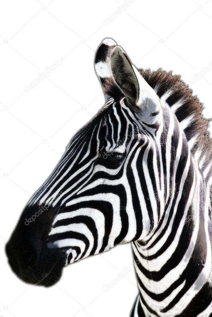 zebra isolated on white background.