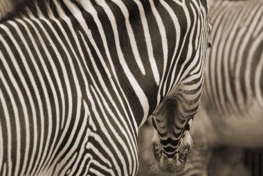 Vahşi siyah beyaz zebra hayvanat bahçesinde