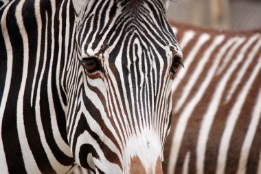 Vahşi siyah beyaz zebra hayvanat bahçesinde