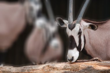 Hayvanat bahçesinde Afrika antilopları