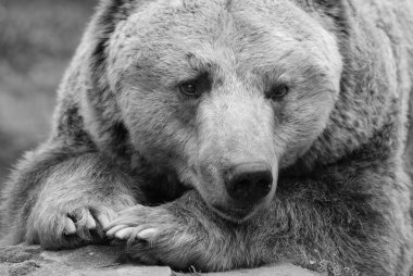 Hayvanat bahçesindeki vahşi boz ayı