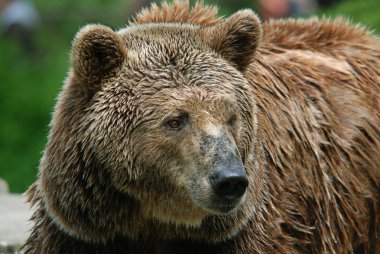 Boz ayı hayvanat bahçesinde yatıyor