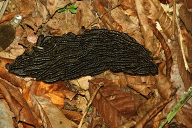 Ağaç kütüğünde sonbahar yaprakları