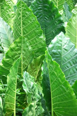 Bahçede taze yeşil lahana