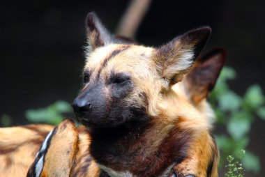 Alman çoban köpeği portresi