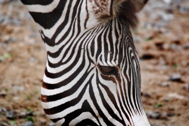 Hayvanat bahçesinde zebranın yakın çekimi