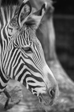 Hayvanat bahçesinde zebranın yakın çekimi