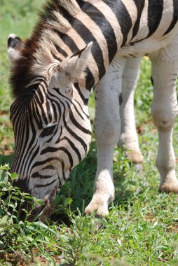 Hayvanat bahçesinde zebranın yakın çekimi