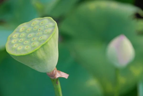 Зеленый Цветок Лотоса Саду — стоковое фото