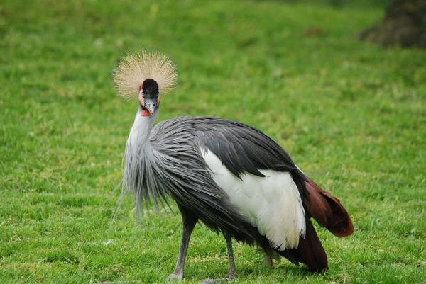 Ave Negra Hierba Del Zoológico —  Fotos de Stock