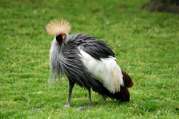 动物园草地上的黑鸟 — 图库照片
