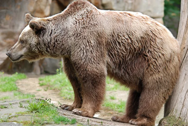Дикий Ведмідь Грізлі Зоопарку — стокове фото
