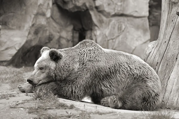 Oso Salvaje Zoológico — Foto de Stock