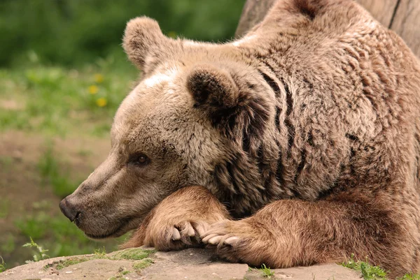 Urso Selvagem Grizzly Jardim Zoológico — Fotografia de Stock