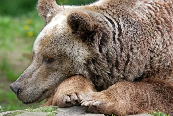 Grizzly Bear Lying Zoo — Stock Photo, Image