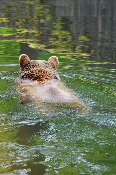 水中の褐色のクマは — ストック写真