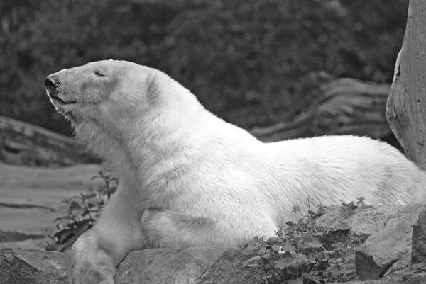 Lední Medvěd Ursus Maritimus Medvěd Žijící Převážně Polárním Kruhu Který — Stock fotografie