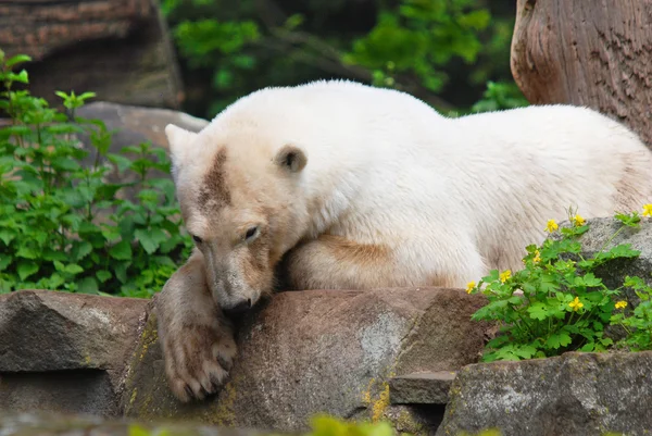 北极熊 Ursus Maritimus 是一种原产于北极圈内的熊 主要包括北冰洋及其周围海域和周围陆地群 — 图库照片