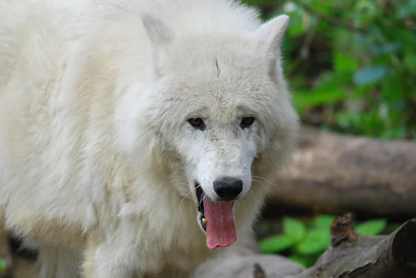 Hayvanat Bahçesindeki Beyaz Kurdun Yakın Çekimi — Stok fotoğraf