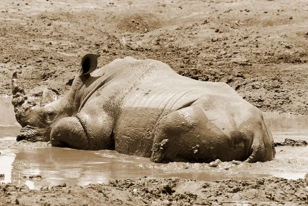 Das Spitzmaulnashorn Diceros Bicornis Ist Eine Nashornart Die Den Östlichen — Stockfoto