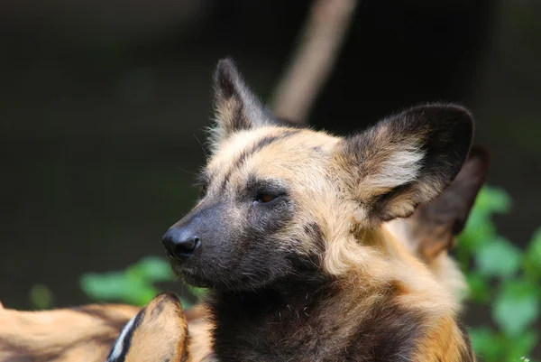 森の中のドイツの羊飼い犬 — ストック写真