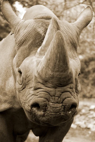 Diceros Bicornis Diceros Bicornis Est Une Espèce Rhinocéros Originaire Des — Photo
