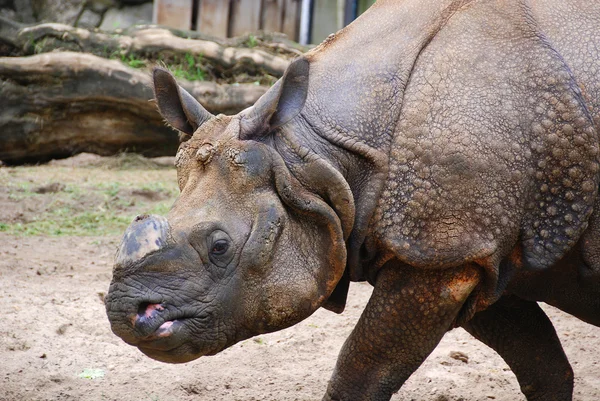 Black Rhinoceros Hook Lipped Rhinoceros Diceros Bicornis Species Rhinoceros Native — Stock Photo, Image