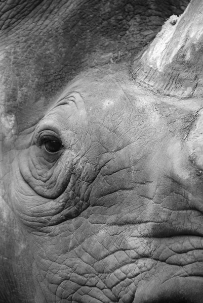 Black Rhinoceros Hook Lipped Rhinoceros Diceros Bicornis Species Rhinoceros Native — Stock Photo, Image