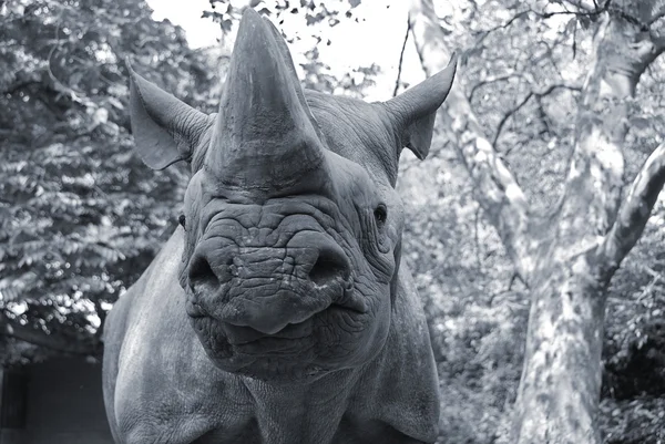 Чёрный Носорог Diceros Bicornis Вид Носорога Обитающий Восточной Центральной Частях — стоковое фото