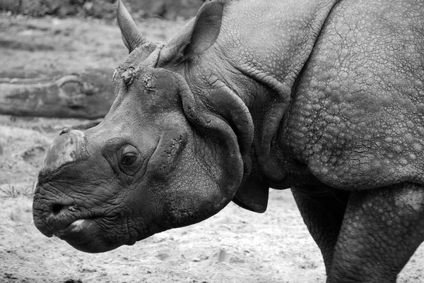 Das Spitzmaulnashorn Diceros Bicornis Ist Eine Nashornart Die Den Östlichen — Stockfoto