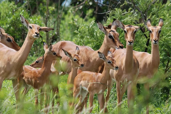 Impalas Del Parque Hluhluwe Imfolosi Sudáfrica — Foto de Stock