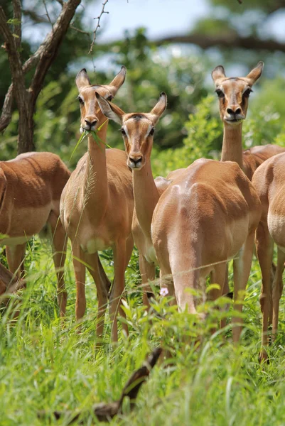 Impalas Hluhuwe Imfolosi Park南アフリカ — ストック写真