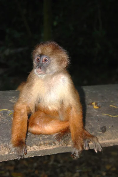 Macaco Sentado Rocha — Fotografia de Stock