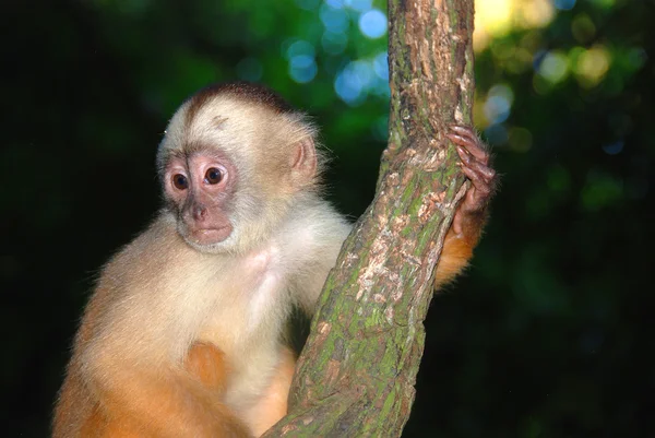 Monkey Macaque Forest — Stock Photo, Image