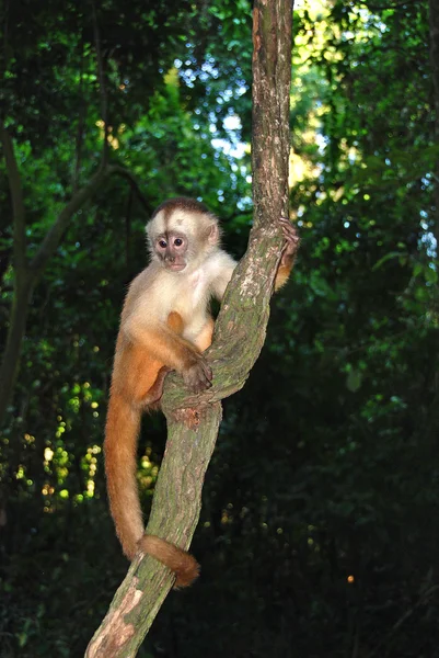 Macaco Com Uma Árvore Floresta — Fotografia de Stock