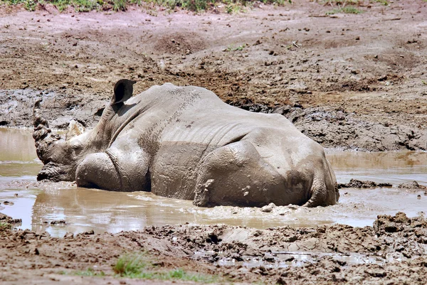 Nashorn Liegt Savanne Wasser — Stockfoto