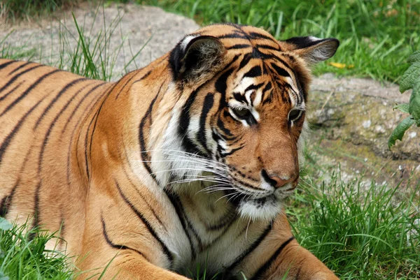 Amur Siberische Tijger Een Panthera Tigris Tigris Populatie Het Verre — Stockfoto